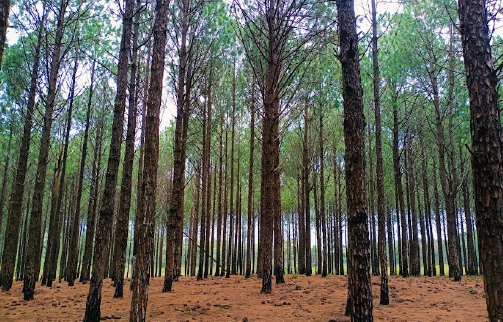 Saal And Pine Forest Image